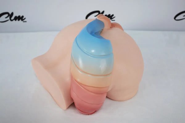 Anime-Style Horse Tail Butt Torso-PA-Ray-CLM Pro Series