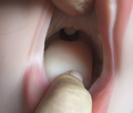 HRDOLL Built-In Tongue